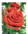 Engelsrose Carmen - Liebe & Partnerschaft - Sonstige Bereiche - Tarot & Kartenlegen - Beruf & Arbeitsleben - Hellsehen & Wahrsagen